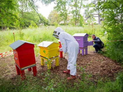 Installation de ruches sur un espace municipal