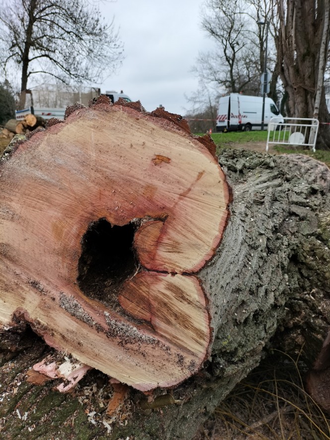 Abattage_arbre_saule_Quai_Carnot (1)