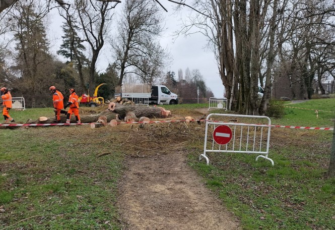 Abattage_arbre_saule_Quai_Carnot (3)