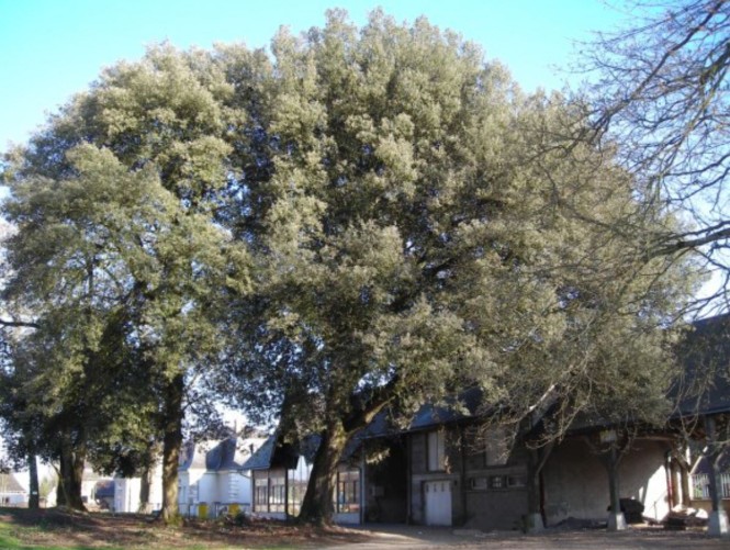 2 - chene vert (1)
