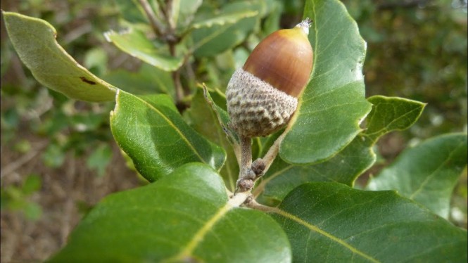 2 - chene vert (2)