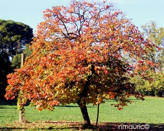 3 - plaqueminier Faux (1)