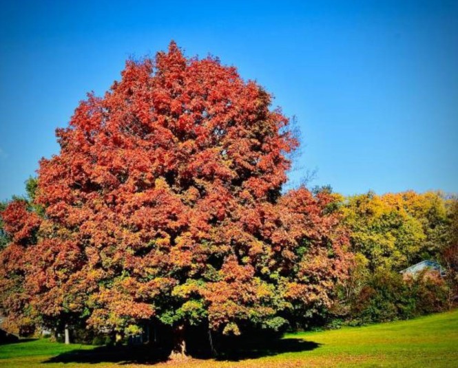 5 - chene rouge amerique (1)