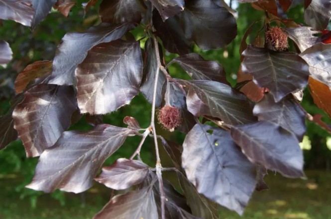 6 - hetre pourpre (2)