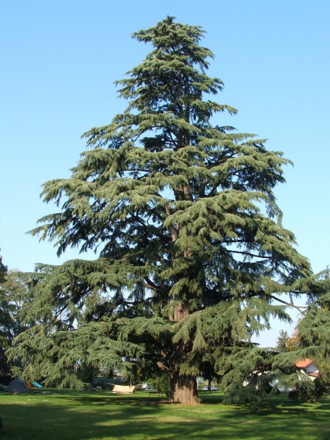 9 - cèdre Himalaya (1)