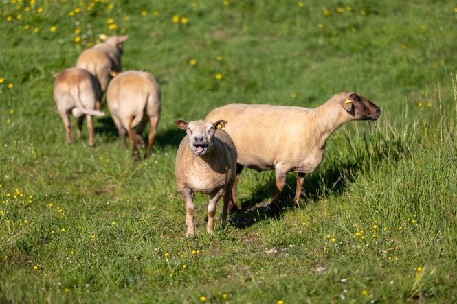 Moutons écopaturage 2025 web (3)