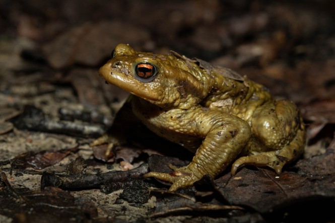 atlas biodiversité 2