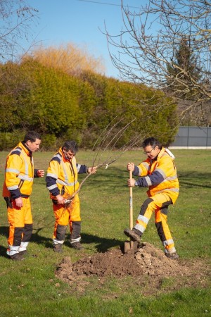 plantation_arbres_conseils_quartiers (11)